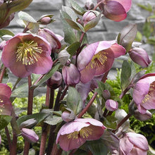 Load image into Gallery viewer, HELLEBORUS MARBLED PENNYS PINK 17CM
