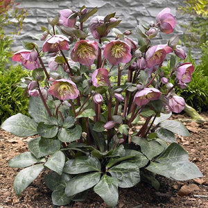 HELLEBORUS MARBLED PENNYS PINK 17CM