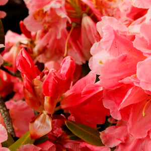 RHODODENDRON MOUNT LOMA PRIETA 2.5L