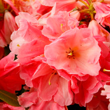 Load image into Gallery viewer, RHODODENDRON MOUNT LOMA PRIETA 2.5L
