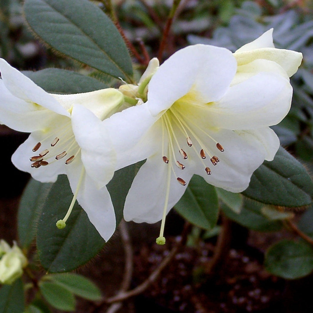 RHODODENDRON JOHNSTONEANUM 6.0L