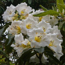 Load image into Gallery viewer, RHODODENDRON WHITE WAVES 6.0L
