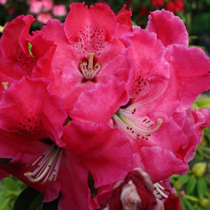 RHODODENDRON ARNOLD PIPER 6.0L