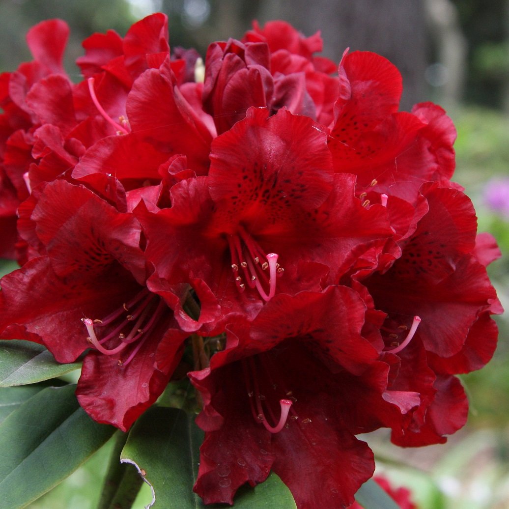 RHODODENDRON BLACK MAGIC 6.0L