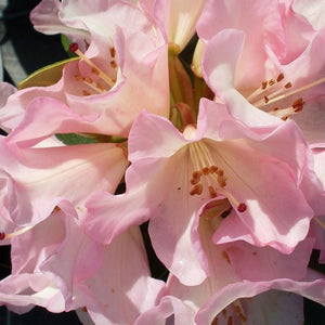 RHODODENDRON BRUCE BRECHTRILL 6.0L