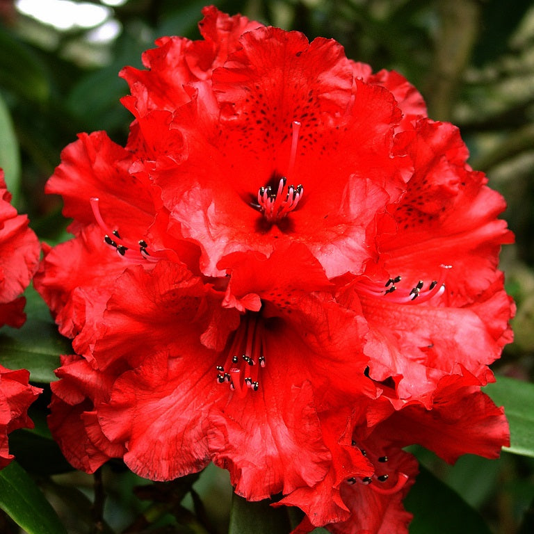 RHODODENDRON GRACE SEABROOK 6.0L