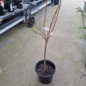 ACER PALMATUM BENI SCHICHIHENGE TOPIARY GRADE