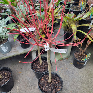 ACER PALMATUM FJELLHEIM TOPIARY GRADE