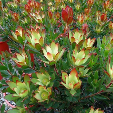 LEUCADENDRON HARVEST 3.3L