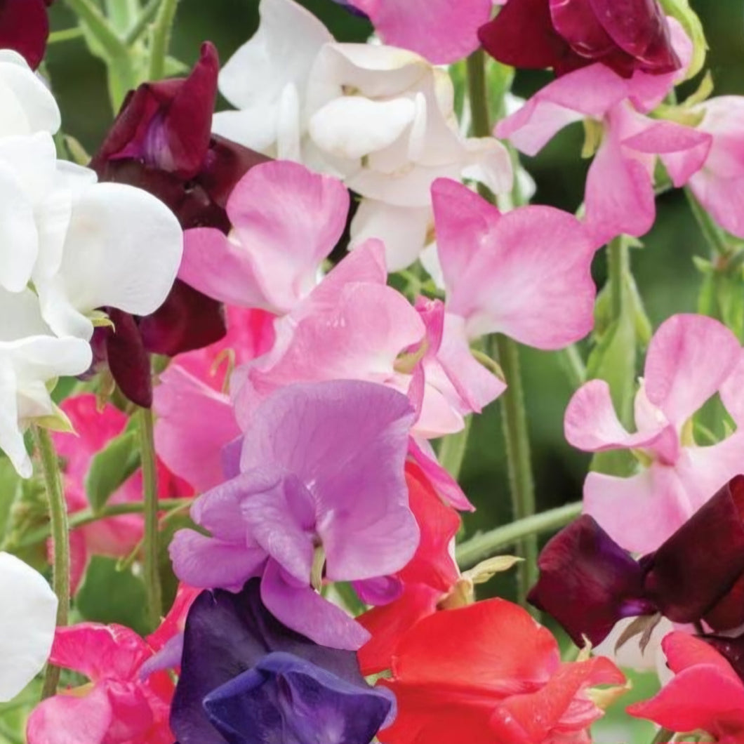 SWEET PEA CLASSIC MIX SEED