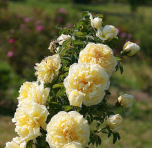 Load image into Gallery viewer, ROSE BUSH RUGOSA AGNES
