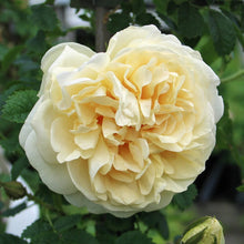 Load image into Gallery viewer, ROSE BUSH RUGOSA AGNES
