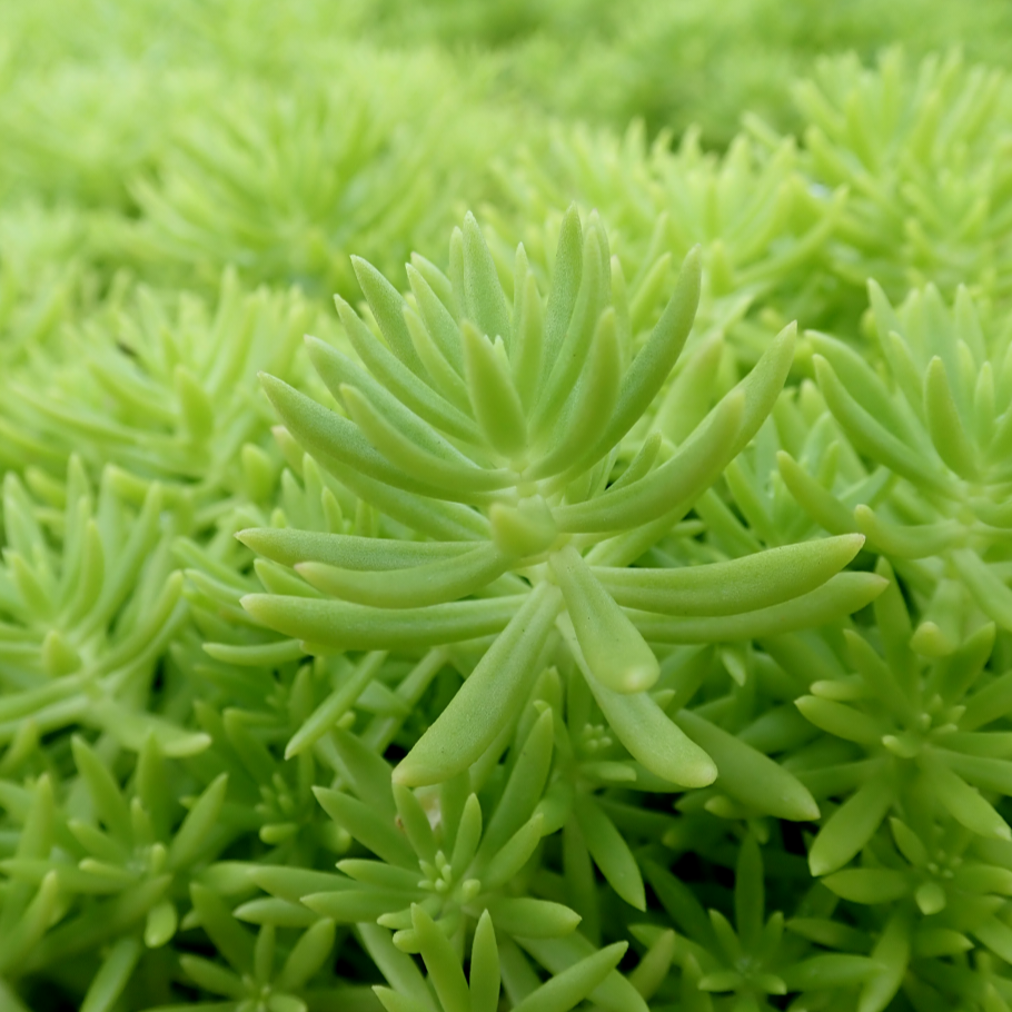 SEDUM GOLDMOUND 1.0L