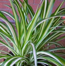 Load image into Gallery viewer, CHLOROPHYTUM COMOSUM SPIDER PLANT 12CM
