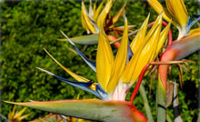 Load image into Gallery viewer, STRELITZIA MANDELA&#39;S GOLD 2.0L
