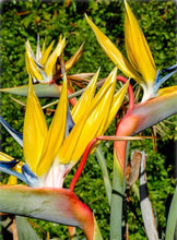 Load image into Gallery viewer, STRELITZIA MANDELA&#39;S GOLD 2.0L
