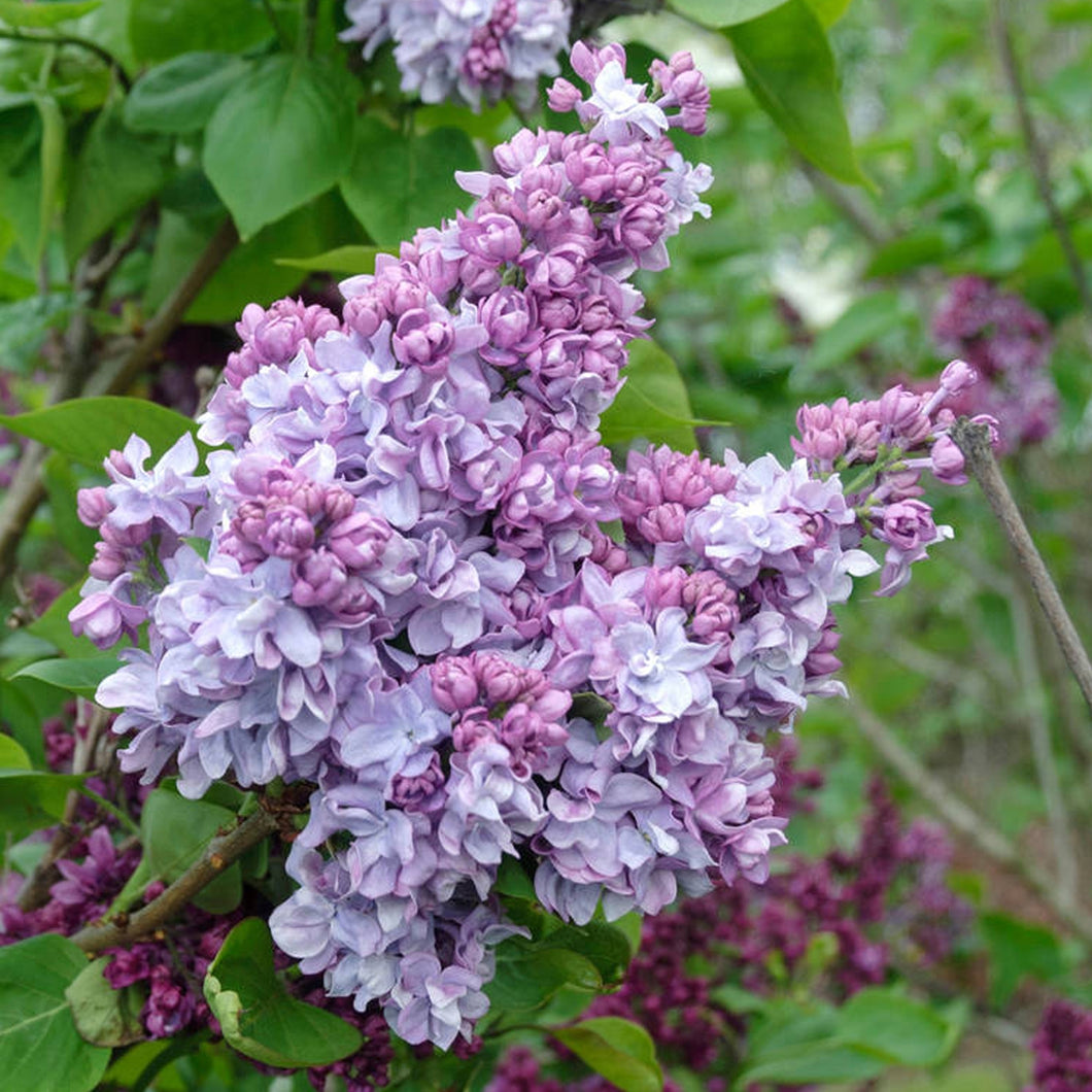 SYRINGA KATHERINE HAVEMEYER 6.0L