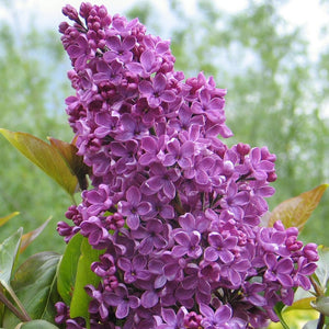 SYRINGA SOUVENIR DE LOUIS SPAETH 8.5L