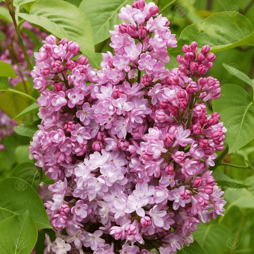 SYRINGA BELLE DE NANCY 8.5L