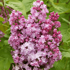 SYRINGA BELLE DE NANCY 6.0L