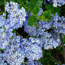 Load image into Gallery viewer, CEANOTHUS BLUE CUSHION 3.3L
