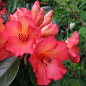 VIREYA RHODODENDRON FLASH HARRY 2.4L