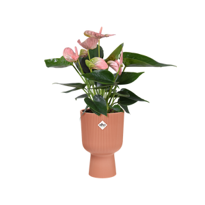 ELHO VIBES COUPE 14CM PINK COVER POT