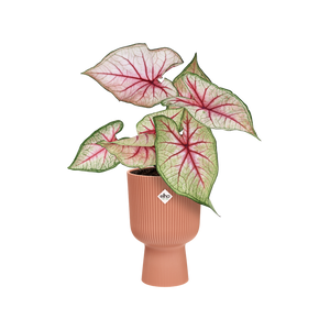 ELHO VIBES COUPE 14CM PINK COVER POT