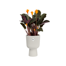 Load image into Gallery viewer, ELHO VIBES COUPE 14CM WHITE COVER POT
