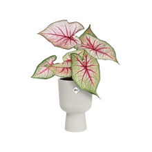 Load image into Gallery viewer, ELHO VIBES COUPE 14CM WHITE COVER POT
