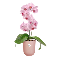 Load image into Gallery viewer, ELHO VIBES ORCHID HIGH COVER POT 12.5 PINK
