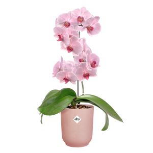 ELHO VIBES ORCHID HIGH COVER POT 12.5 PINK