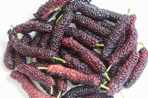 MULBERRY DWARF RED SHAHTOOT MORUS 3.3L
