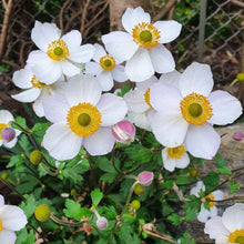 Load image into Gallery viewer, ANEMONE HUPEHENSIS ELFIN SWAN 1.5L
