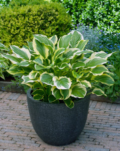 HOSTA SO SWEET 2.0L