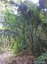 Load image into Gallery viewer, RHOPALOSTYLIS SAPIDA CHATHAMICA CHATHAM NIKAU 3.3L
