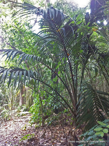 RHOPALOSTYLIS SAPIDA CHATHAMICA CHATHAM NIKAU 3.3L