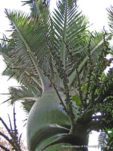 RHOPALOSTYLIS SAPIDA CHATHAMICA CHATHAM NIKAU 3.3L