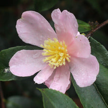 Load image into Gallery viewer, CAMELLIA SASANQUA PLANTATION PINK 4.0L
