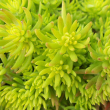 Load image into Gallery viewer, SEDUM GOLDEN PLANET 12CM
