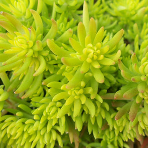 SEDUM GOLDEN PLANET 12CM