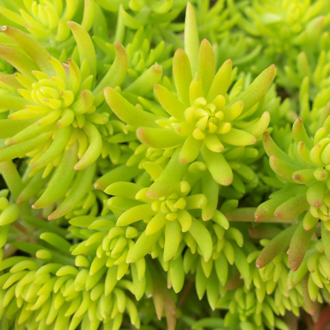 SEDUM GOLDEN PLANET 12CM