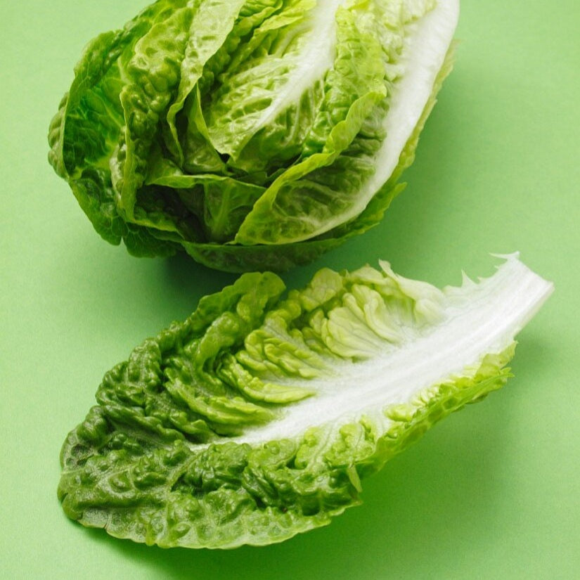 LETTUCE COS TRENDSETTER SEED