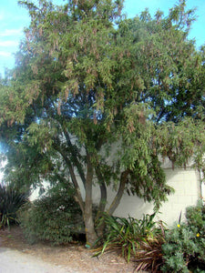 SOPHORA TETRAPTERA KOWHAI