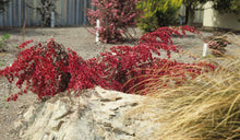 Load image into Gallery viewer, LEPTOSPERMUM RED FALLS 4.0L
