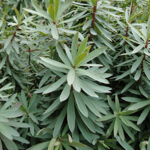 EUPHORBIA GLAUCA WAIUATUA 1.5L