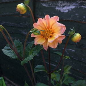 DAHLIA MYSTIC DREAMSEEKER 3.5L