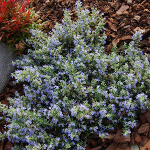 ROSEMARY AZURE CASCADE 2.5L