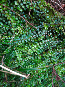 METROSIDEROS CARMINEA CRIMSON RATA AKAKURA 1.5L