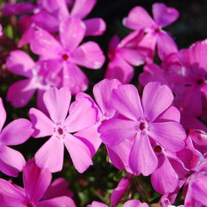 PHLOX SUBULATA VIVID 14cm